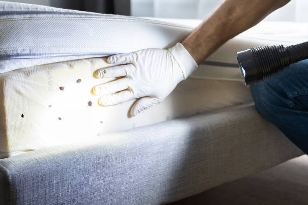 Best Affordable Pest Control Services  in Dolgeville, NY