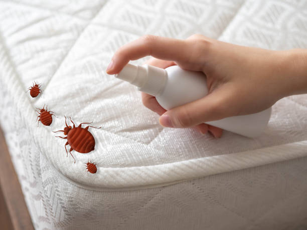 Best Termite Control Services  in Dolgeville, NY